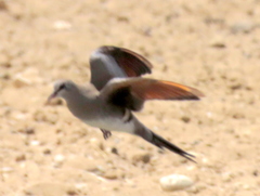 Oena capensis capensis