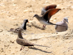 Oena capensis capensis