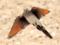 Oena capensis capensis