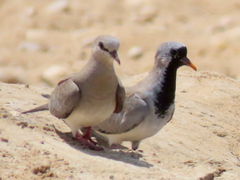 Oena capensis capensis