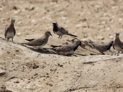 Oena capensis capensis