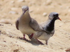 Oena capensis capensis