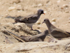 Oena capensis capensis