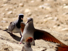 Oena capensis capensis