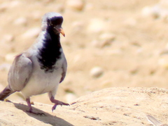 Oena capensis capensis