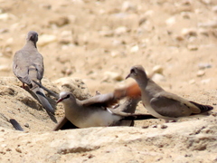 Oena capensis capensis