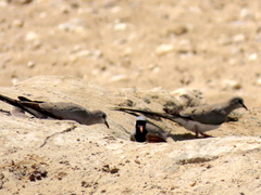 Oena capensis capensis