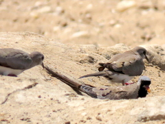 Oena capensis capensis