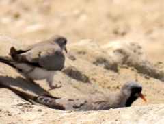 Oena capensis capensis