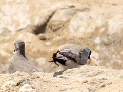 Oena capensis capensis