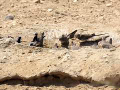 Oena capensis capensis