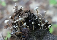 Collybia