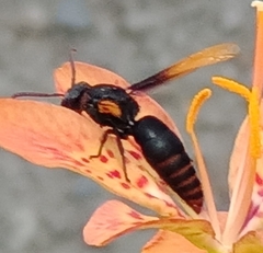 Rhynchium haemorrhoidale