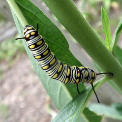 Danaus chrysippus orientis