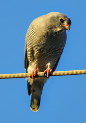 Kaupifalco monogrammicus