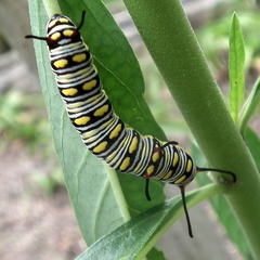 Danaus chrysippus orientis
