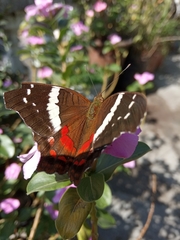 Anartia fatima colima