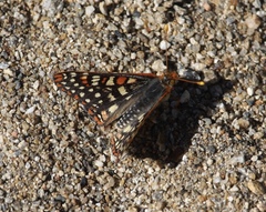 Euphydryas chalcedona