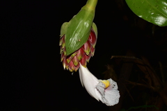 Costus acreanus