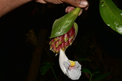 Costus acreanus