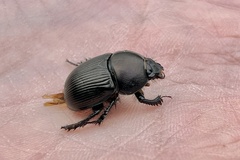 Geotrupes blackburnii