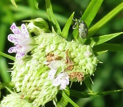 Odontocorynus salebrosus
