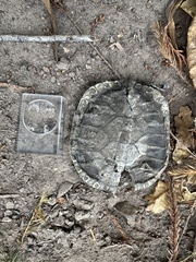 Trachemys hartwegi