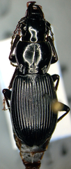 Pterostichus coracinus