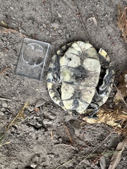 Trachemys hartwegi