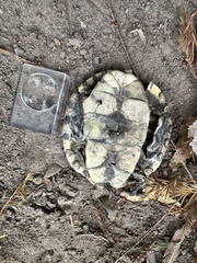 Trachemys hartwegi