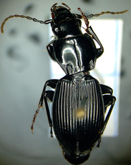 Pterostichus coracinus