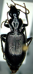 Platynus decentis