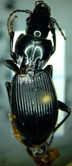 Pterostichus coracinus