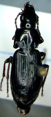 Pterostichus adstrictus