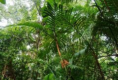 Pinanga coronata