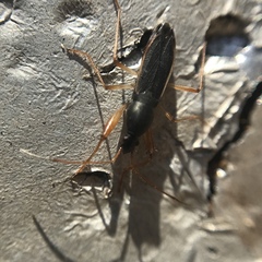 Cnemodus mavortius