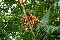 Pinanga coronata