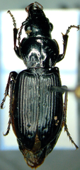 Pterostichus adstrictus