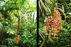 Pinanga coronata