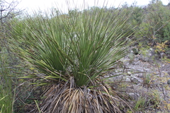 Dasylirion texanum