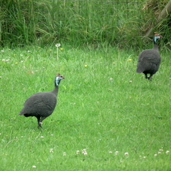 Numida meleagris coronatus