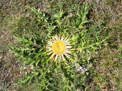 Carlina acanthifolia