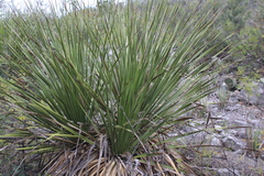 Dasylirion texanum