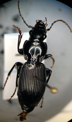 Pterostichus coracinus