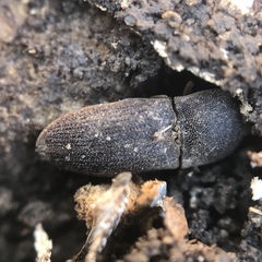 Agrypnus rectangularis