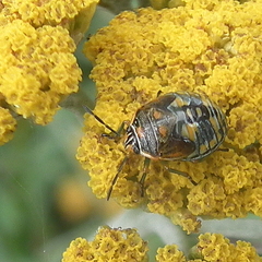 Antestiopsis