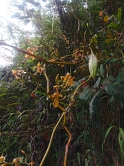 Cyrtochilum divaricatum