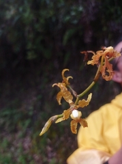 Cyrtochilum divaricatum