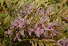 Astragalus bisulcatus