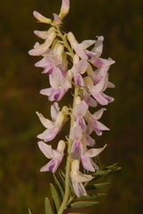Astragalus bisulcatus